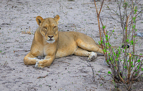Lion