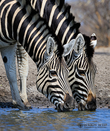 Burchell's Zebra