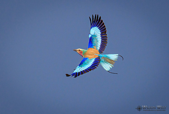 Lilac-breasted Roller
