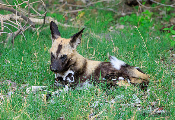 African Wild Dog
