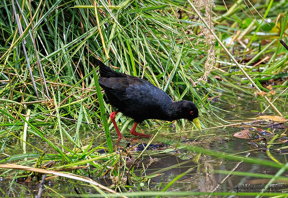 Black Crake