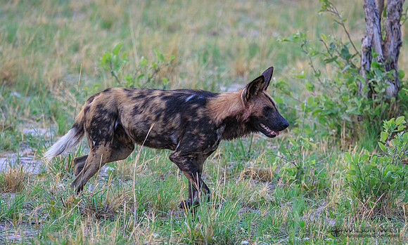 African Wild Dog