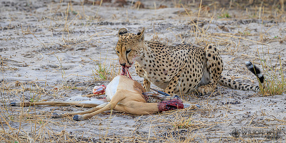 Cheetah