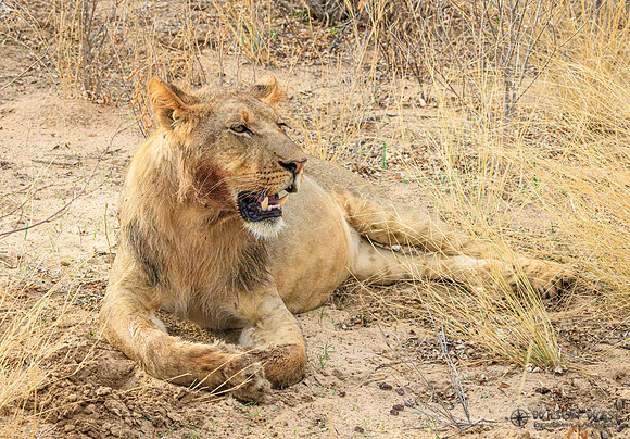 Lion
