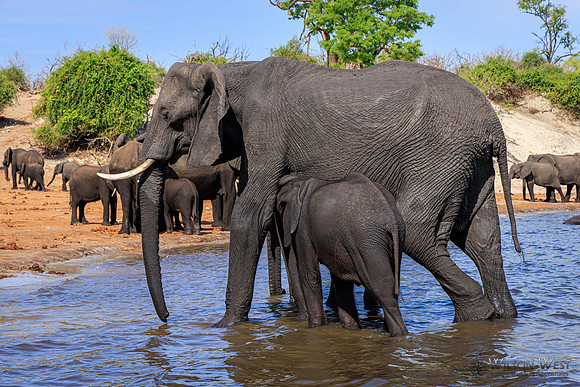 Elephant