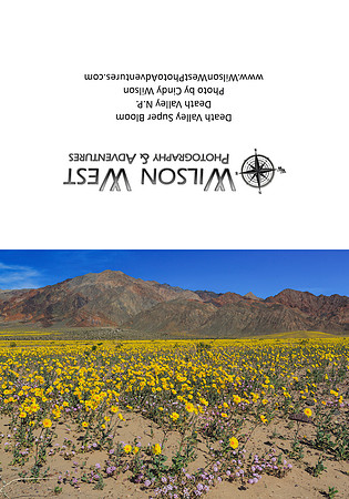 Death Valley - Desert Gold Super Bloom - 1
