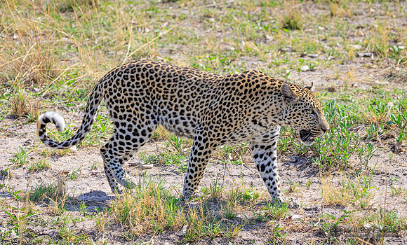 Leopard