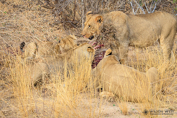 Lions eating a kudu