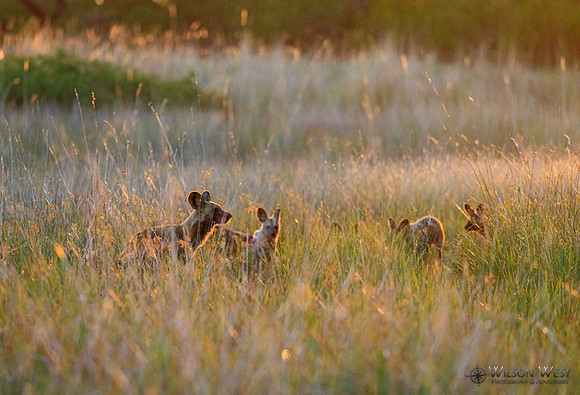 African Wild Dog