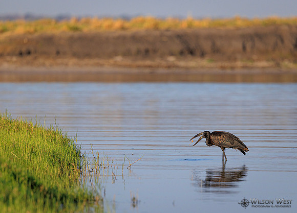 Openbill Stork