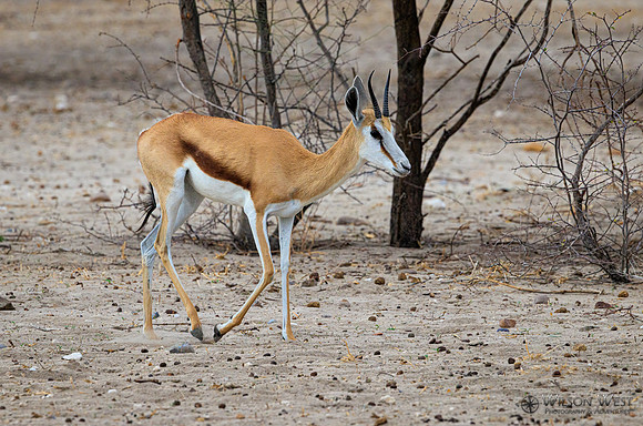 Springbok