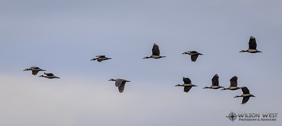 White-faced Whistling Duck