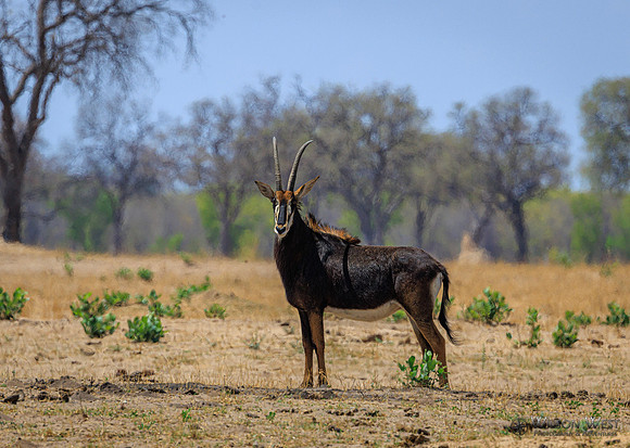 Sable Antelope