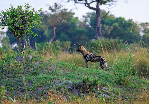 African Wild Dog