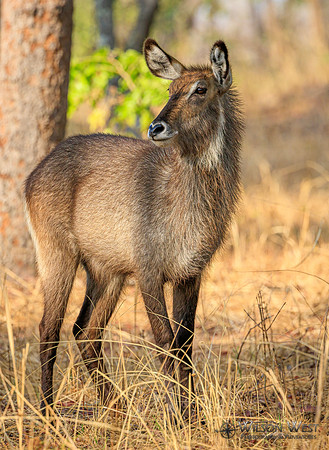 Defassa Waterbuck