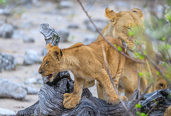 Lion