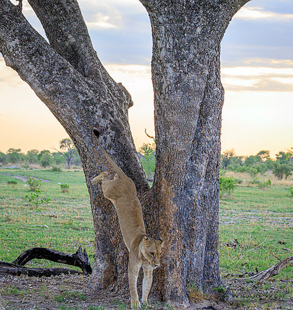 Lion