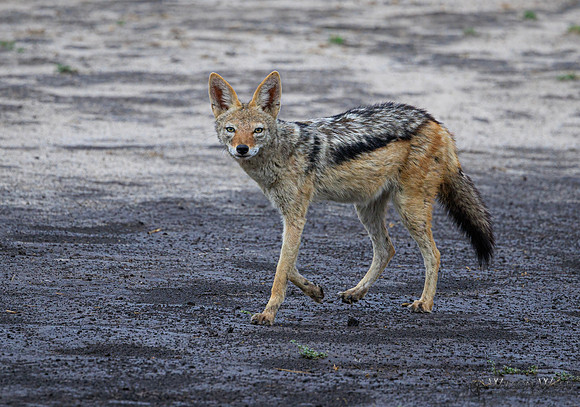 Black-backed Jackal
