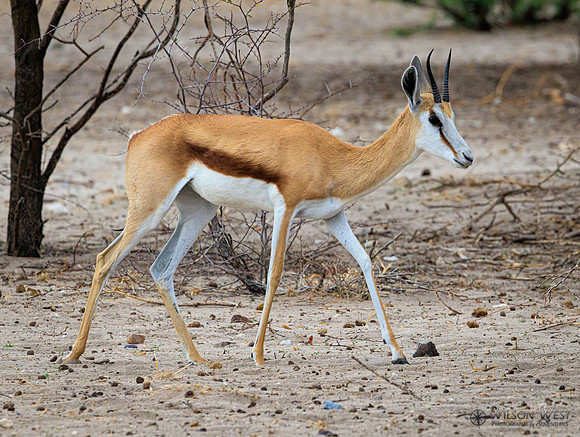 Springbok