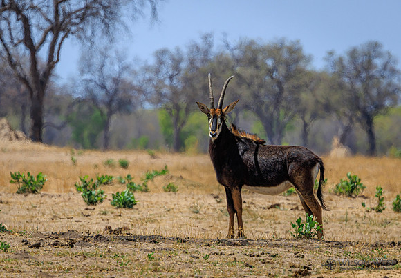 Sable Antelope