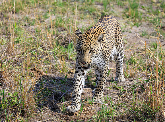 Leopard
