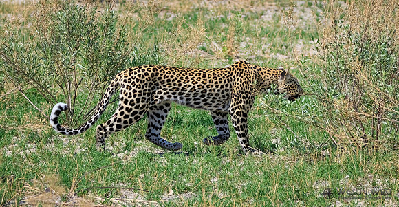 Leopard