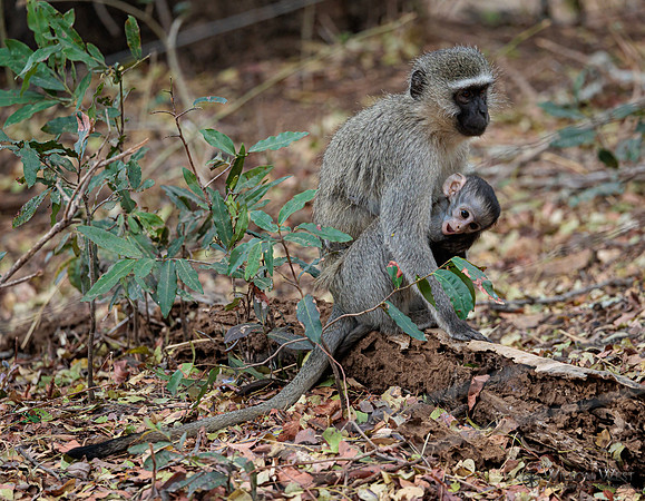 Vervet Monkey