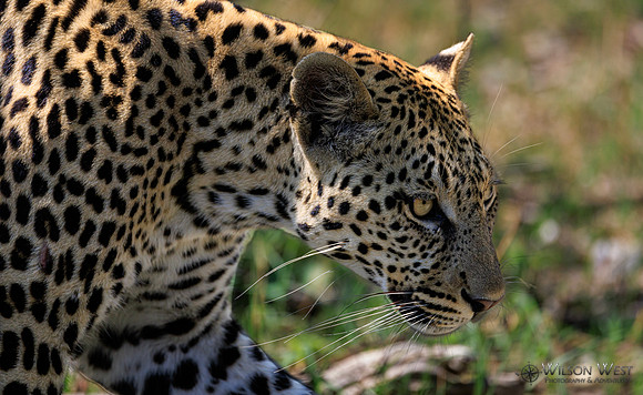 Leopard