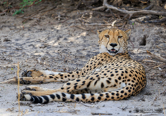 Cheetah