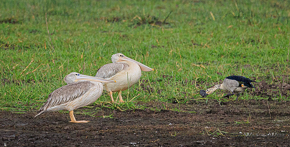 Knob-billed Duck, Pink-backed Pelican