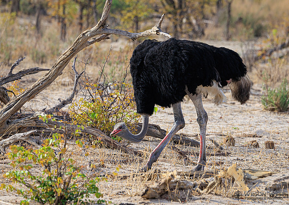 Ostrich