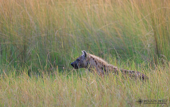 African Wild Dog
