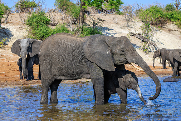 Elephant