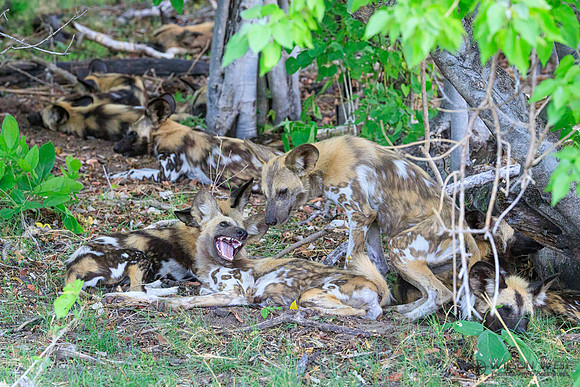 African Wild Dog