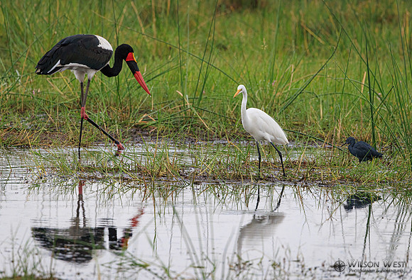 Black Heron, Great Egret, Saddle-billed Stork