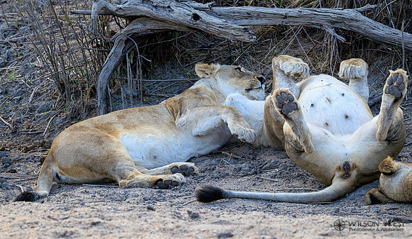 Lion