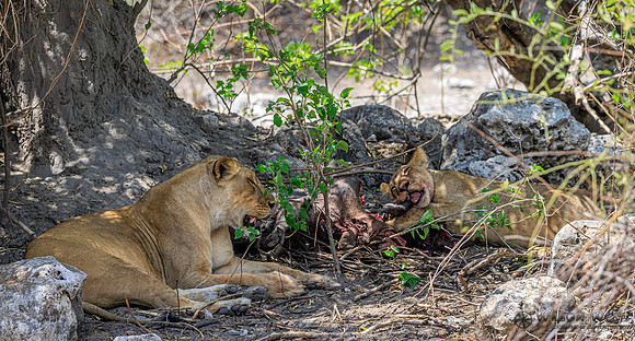 Lion