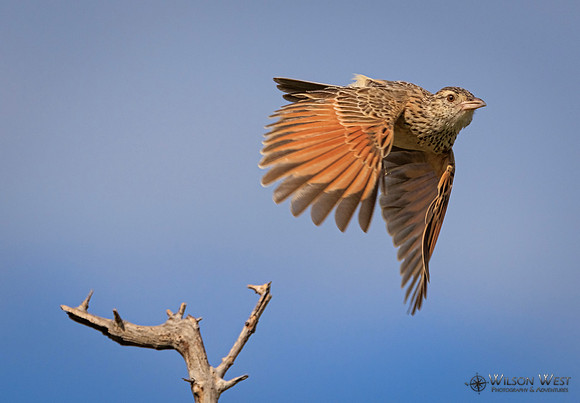 Rufous-naped Lark