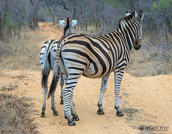 Burchell's Zebra