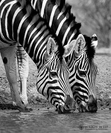 Burchell's Zebra