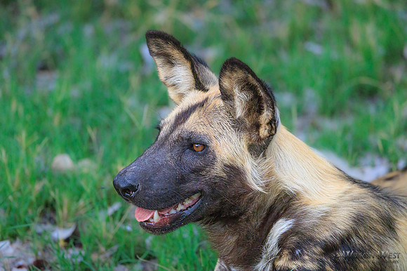 African Wild Dog