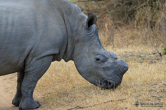 White Rhinoceros