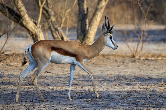 Springbok