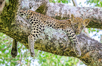 South Africa SilverSea 3-2025