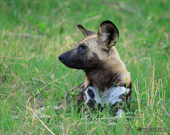 African Wild Dog