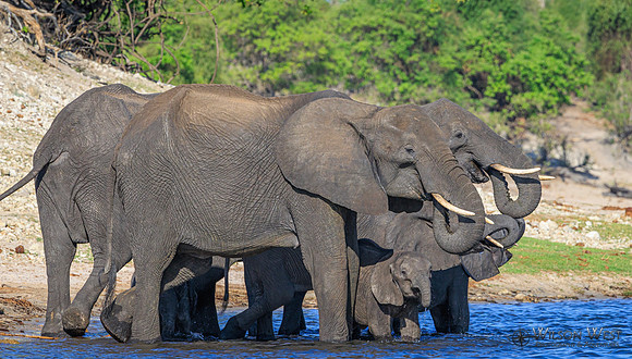 Elephant