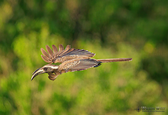 Gray Hornbill
