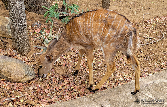 Nyala