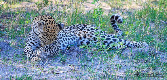 Leopard