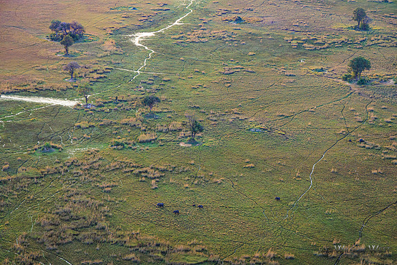 Okavango Delta Helicopter, Elephant